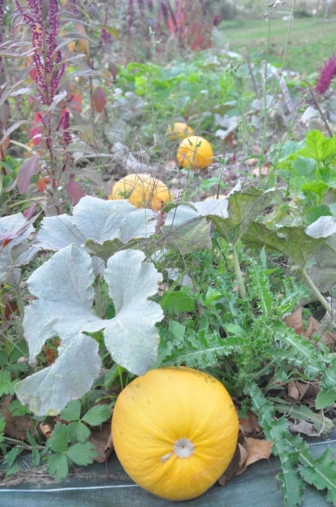 La Source, Vegetarian Guest House Chabeuil Esterno foto